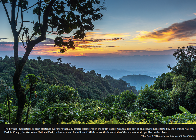 bwindi impenetrable forest