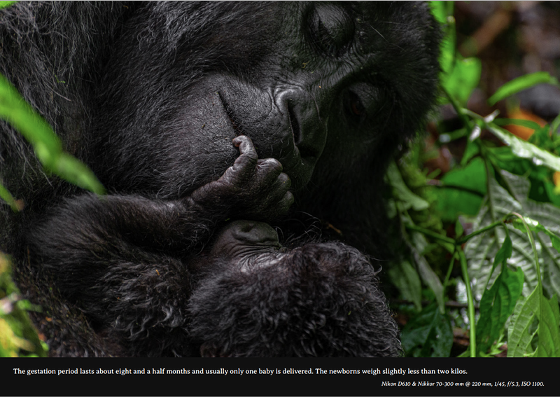 bwindi impenetrable forest