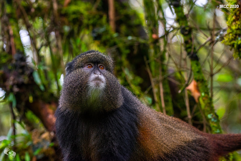 golden monkey, mgahinga, cercopithecus kandti