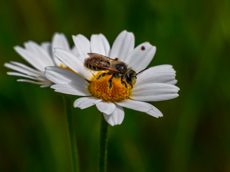 ricardo núñez montero