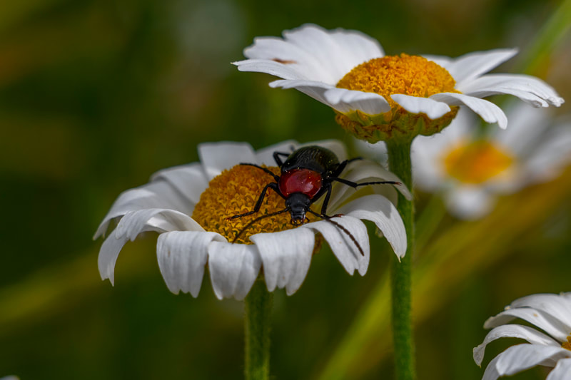 ricardo núñez montero