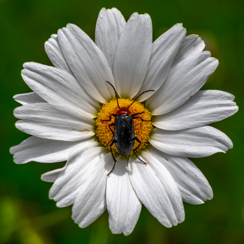 ricardo núñez montero