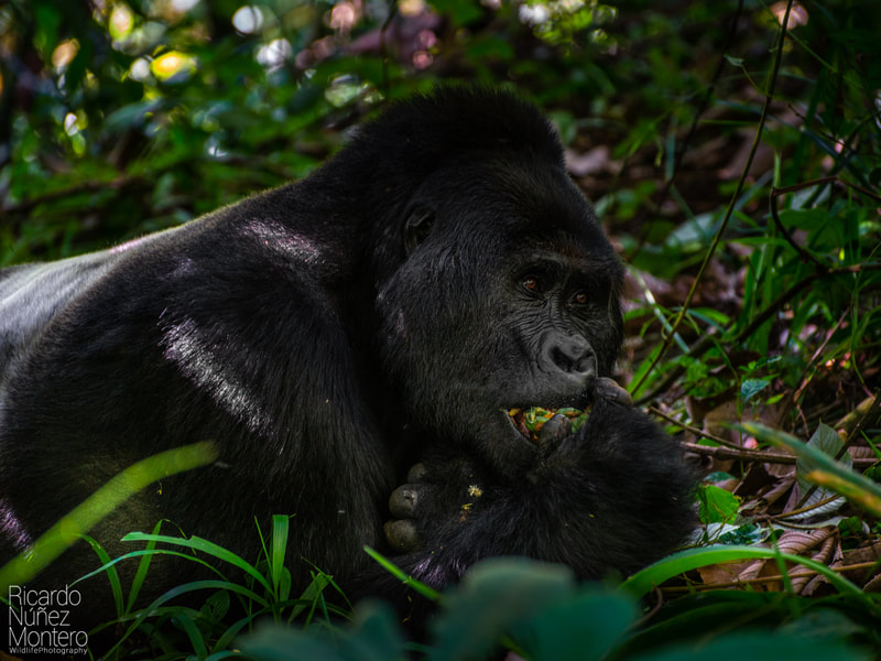 bwindi impenetrable forest