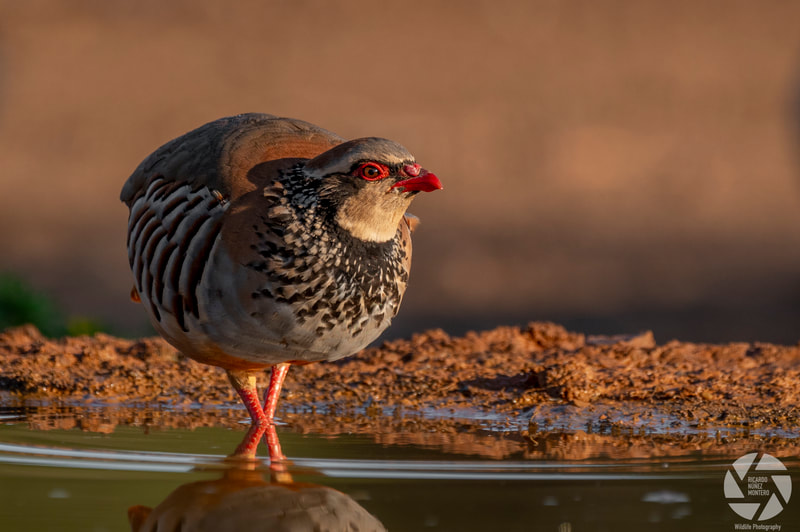 Ricardo Núñez Montero