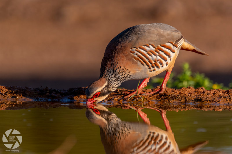 Ricardo Núñez Montero
