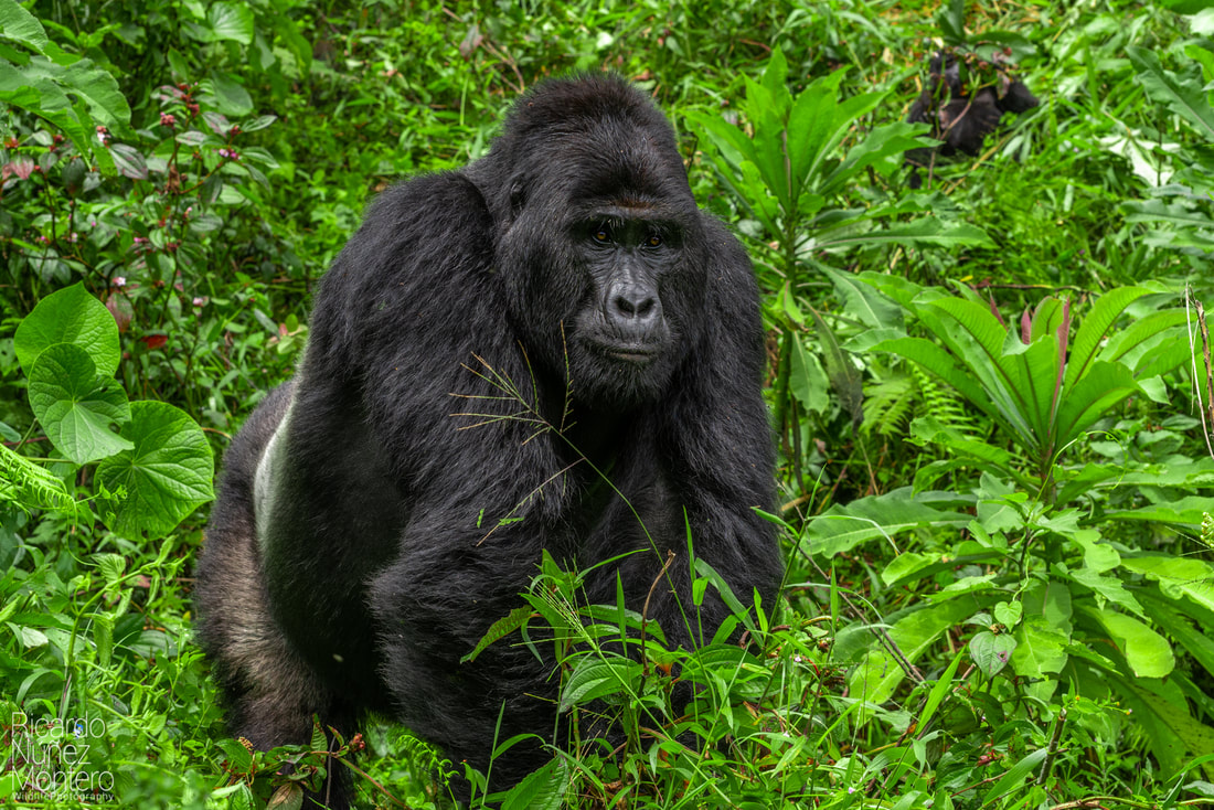 bwindi impenetrable forest