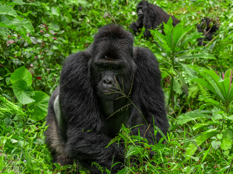 bwindi impenetrable forest